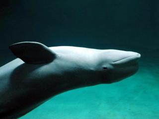 Wonders of the White Sea