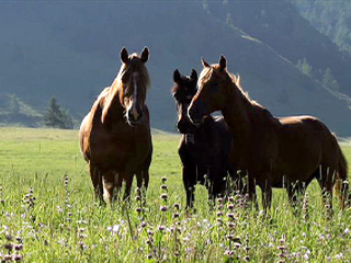 Canyon Aktru Altai